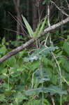 Clasping milkweed